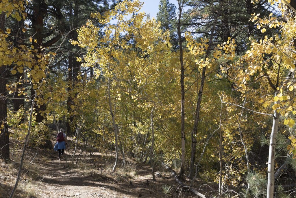 Fall color near Reno
